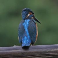 eisvogel 6